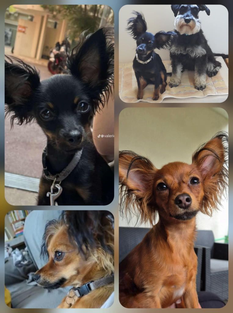 Tous les bébés de la portée V sont dans leur famille !
